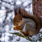 Lappland Eichhörnchen