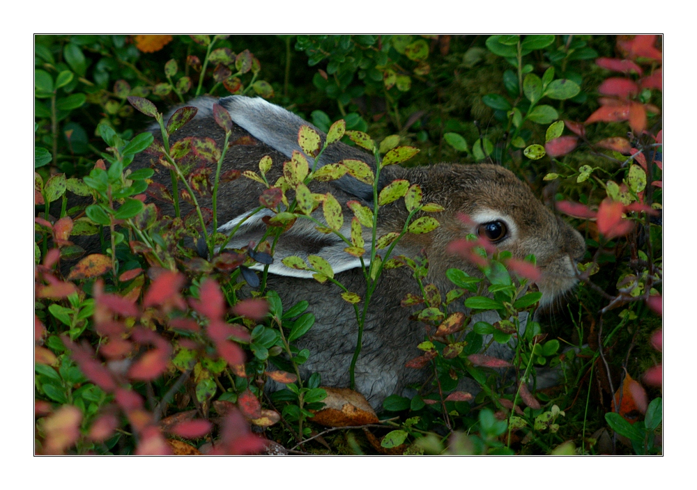 Lappland Hase