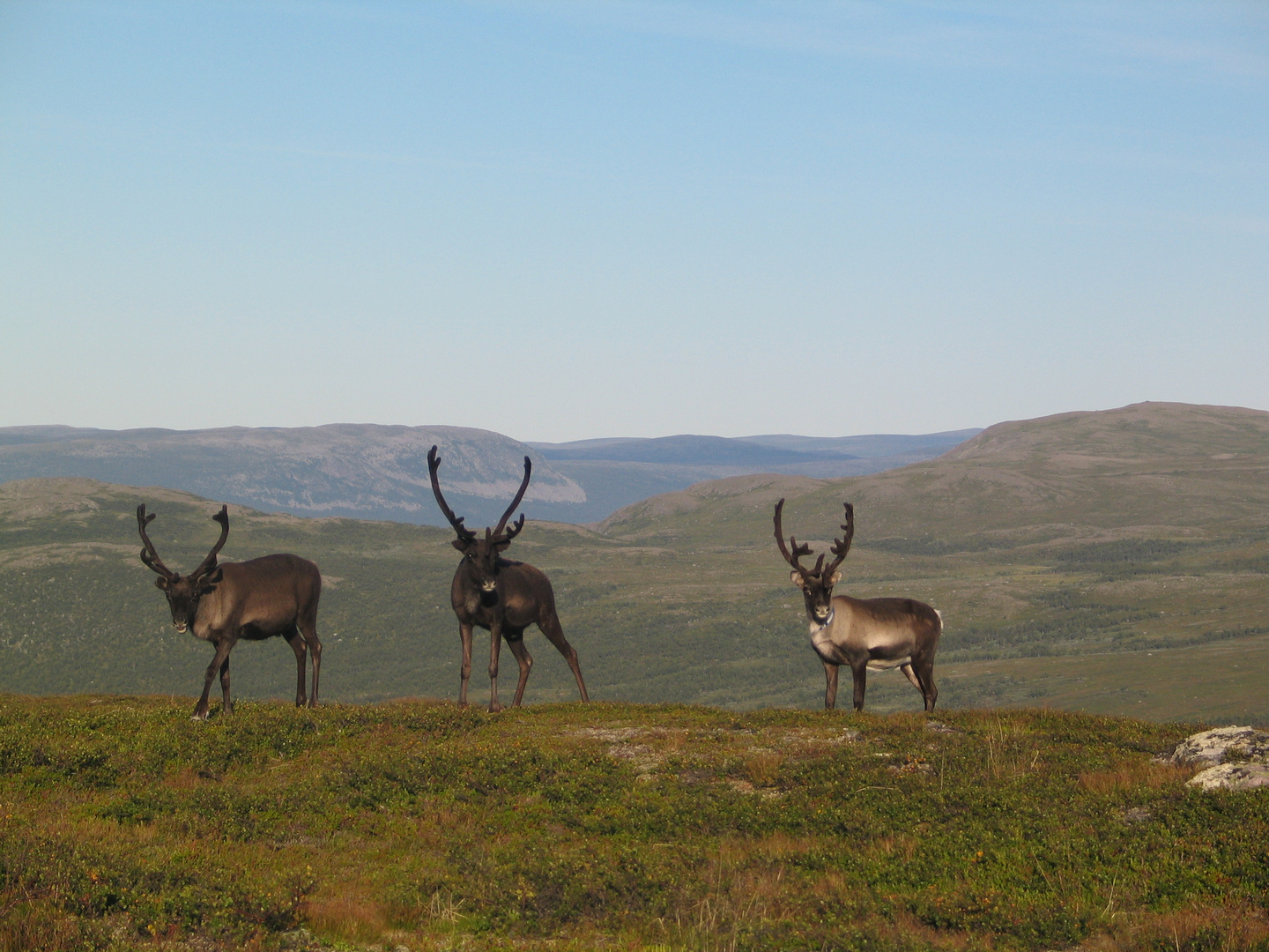 Lappland Rentiere