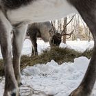 Lappland Rentierfütterung