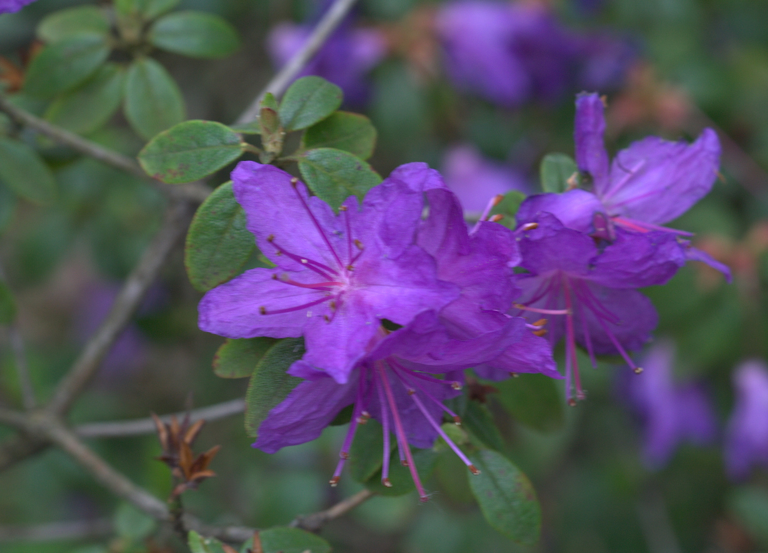 Lappland-Rhododendron Rhododendron lapponicum