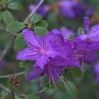 Lappland-Rhododendron Rhododendron lapponicum