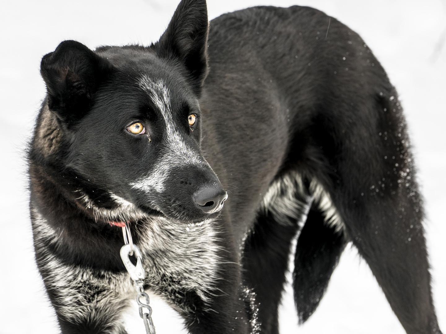 Lappland Schlittenhund