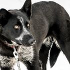 Lappland Schlittenhund