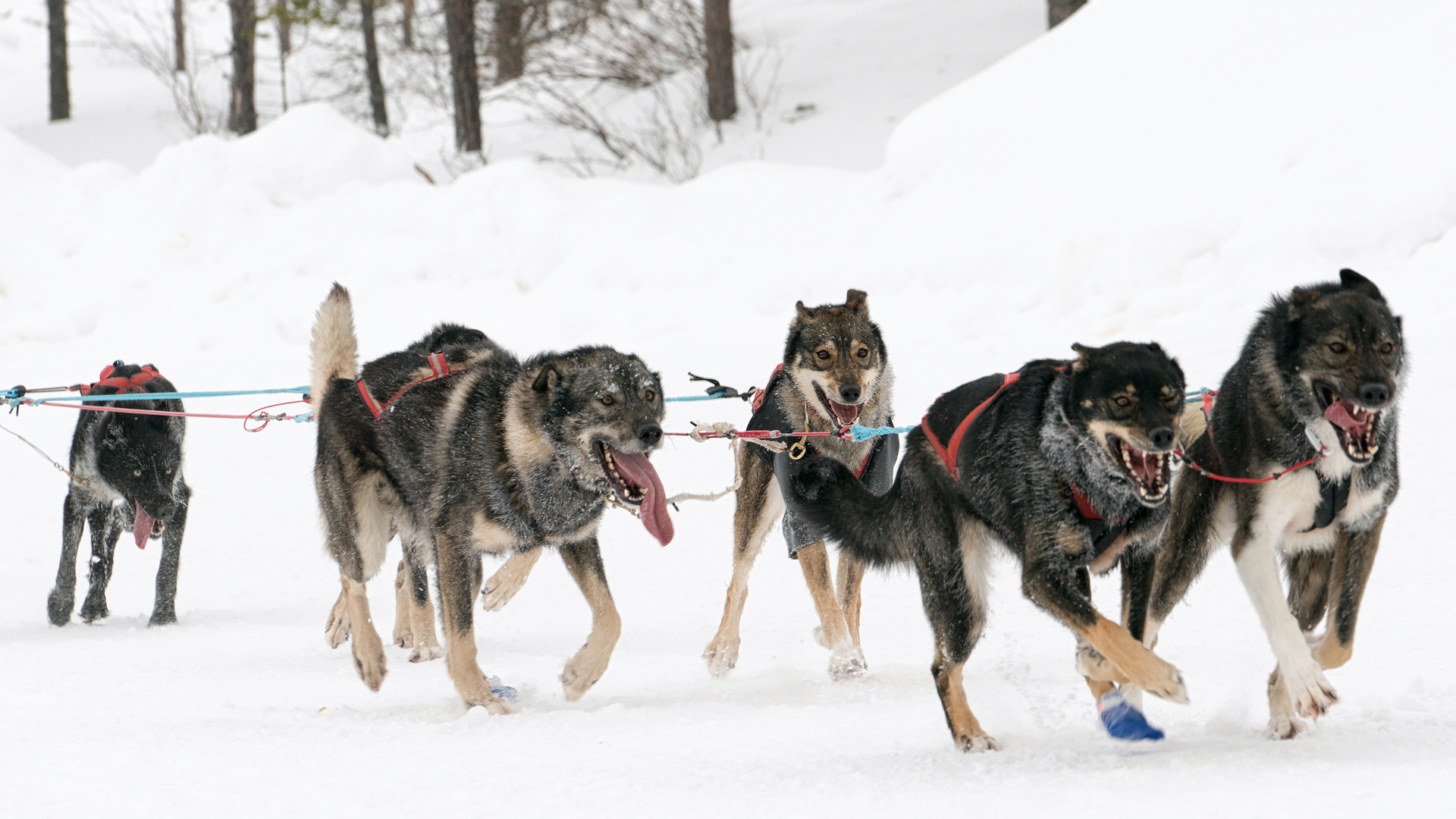 Lappland Schlittenhunde in Aktion