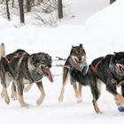 Lappland Schlittenhunde in Aktion