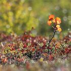 Lapplandherbst