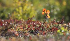 Lapplandherbst