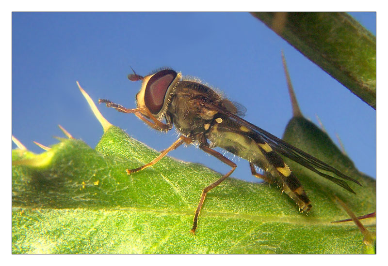 Lapposyrphus lapponicus - auf Wanderschaft