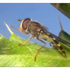 Lapposyrphus lapponicus - auf Wanderschaft