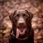 Laprador im Herbstwald