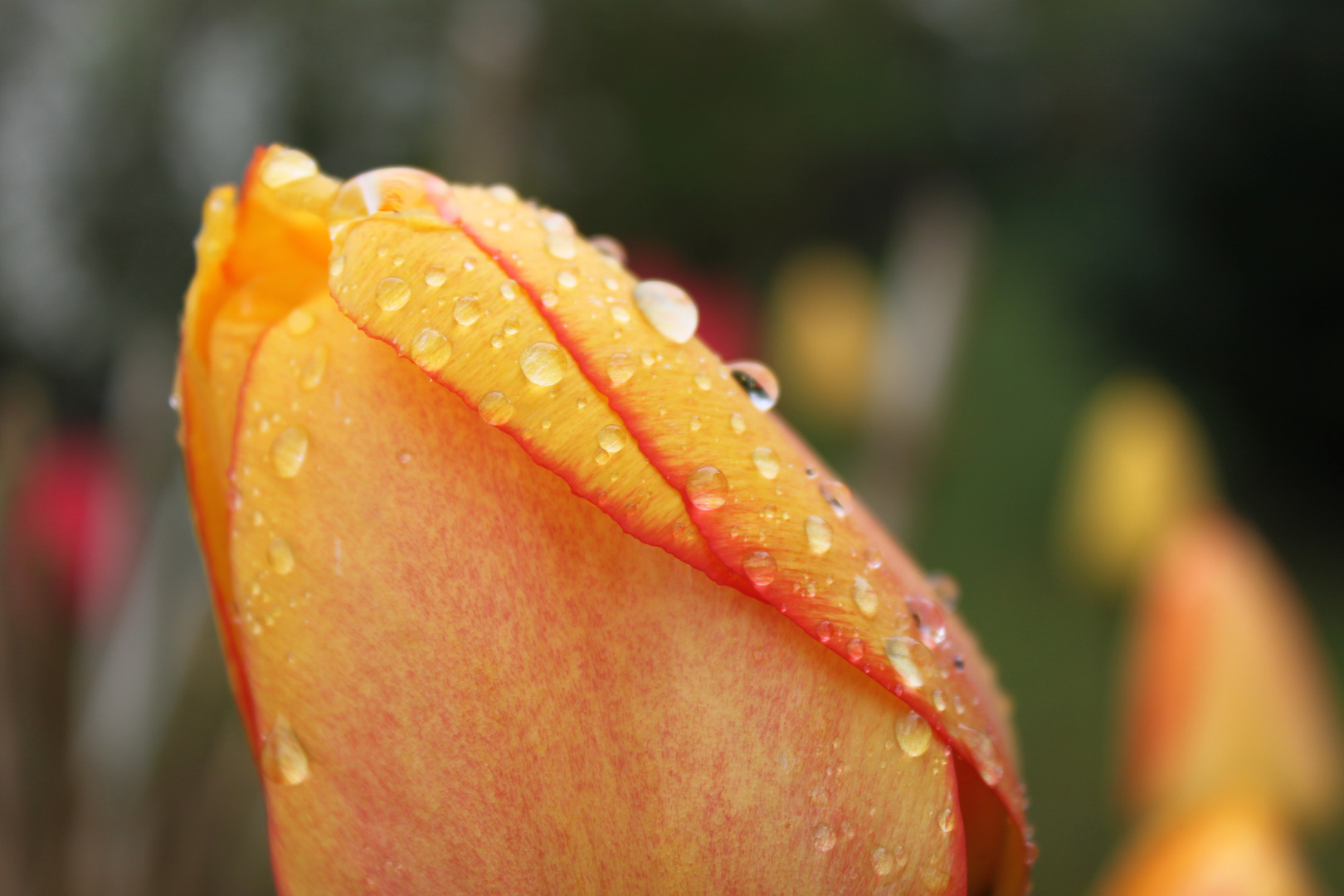 L'après pluie