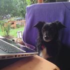 Laptophund