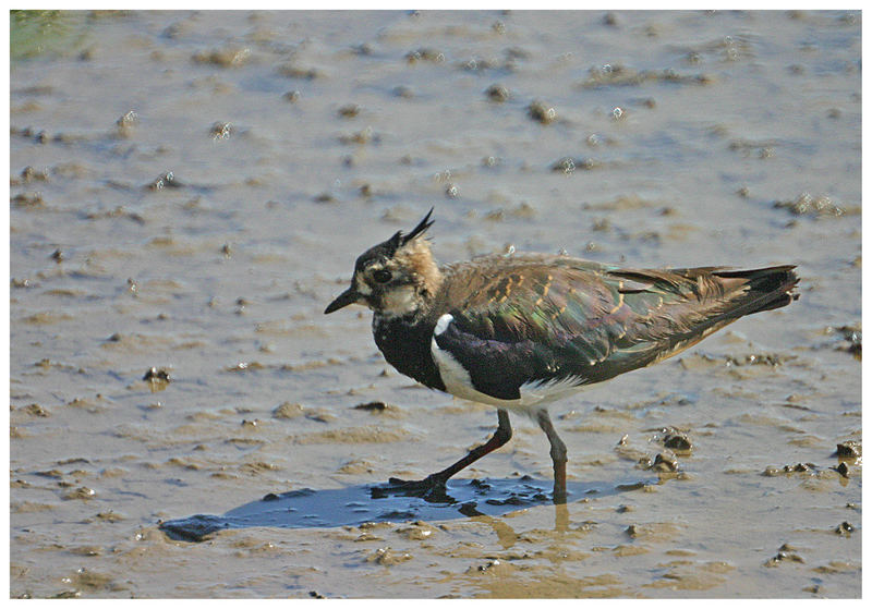 Lapwing