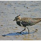 Lapwing