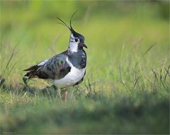 Lapwing