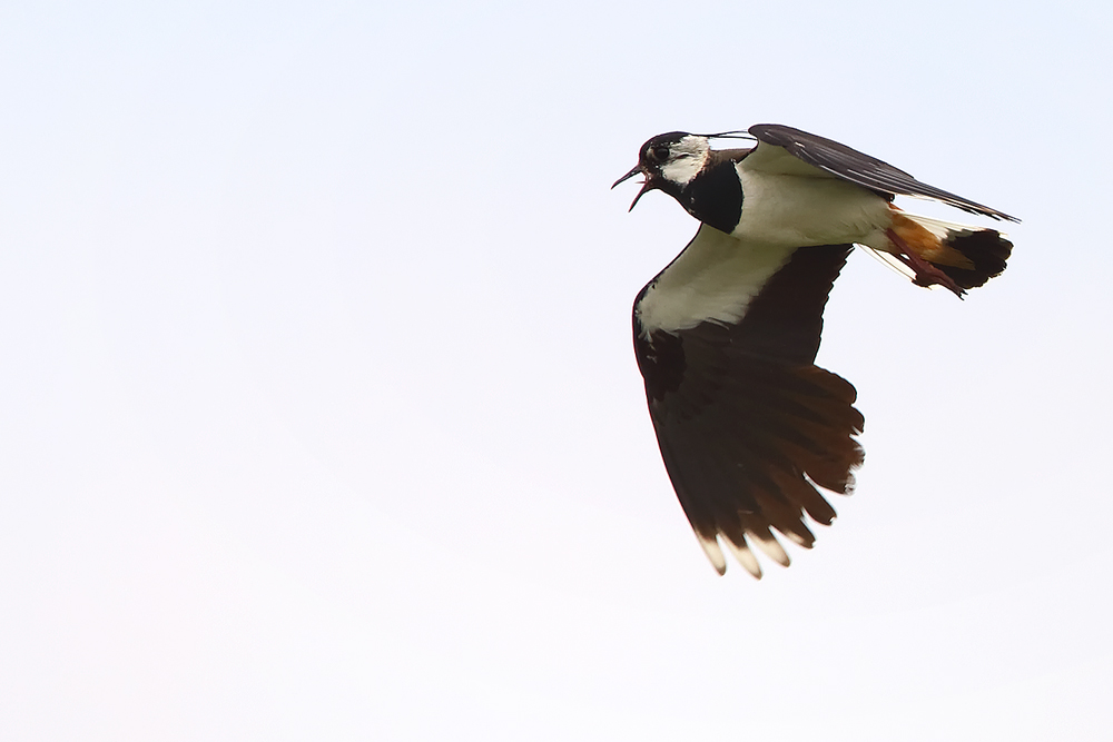 lapwing-airways