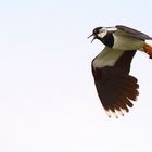 lapwing-airways