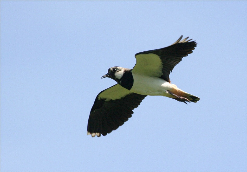 Lapwing