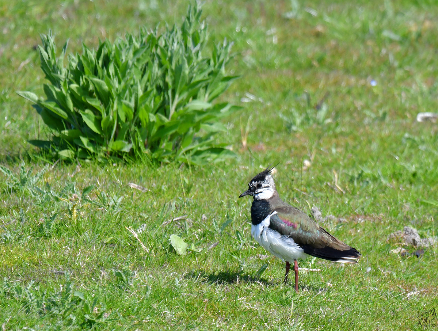 Lapwing in Bentwoud ..