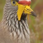 Lapwing Portrait