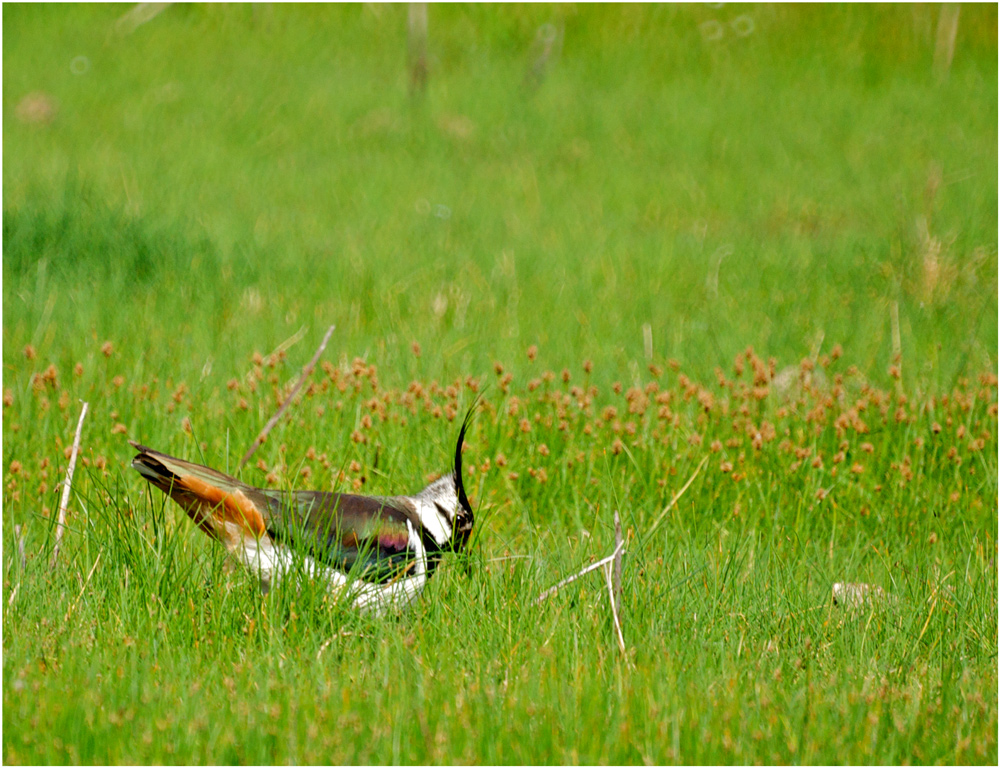 Lapwing (Vanellus vanellus) Arranging Her Nest