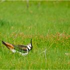 Lapwing (Vanellus vanellus) Arranging Her Nest