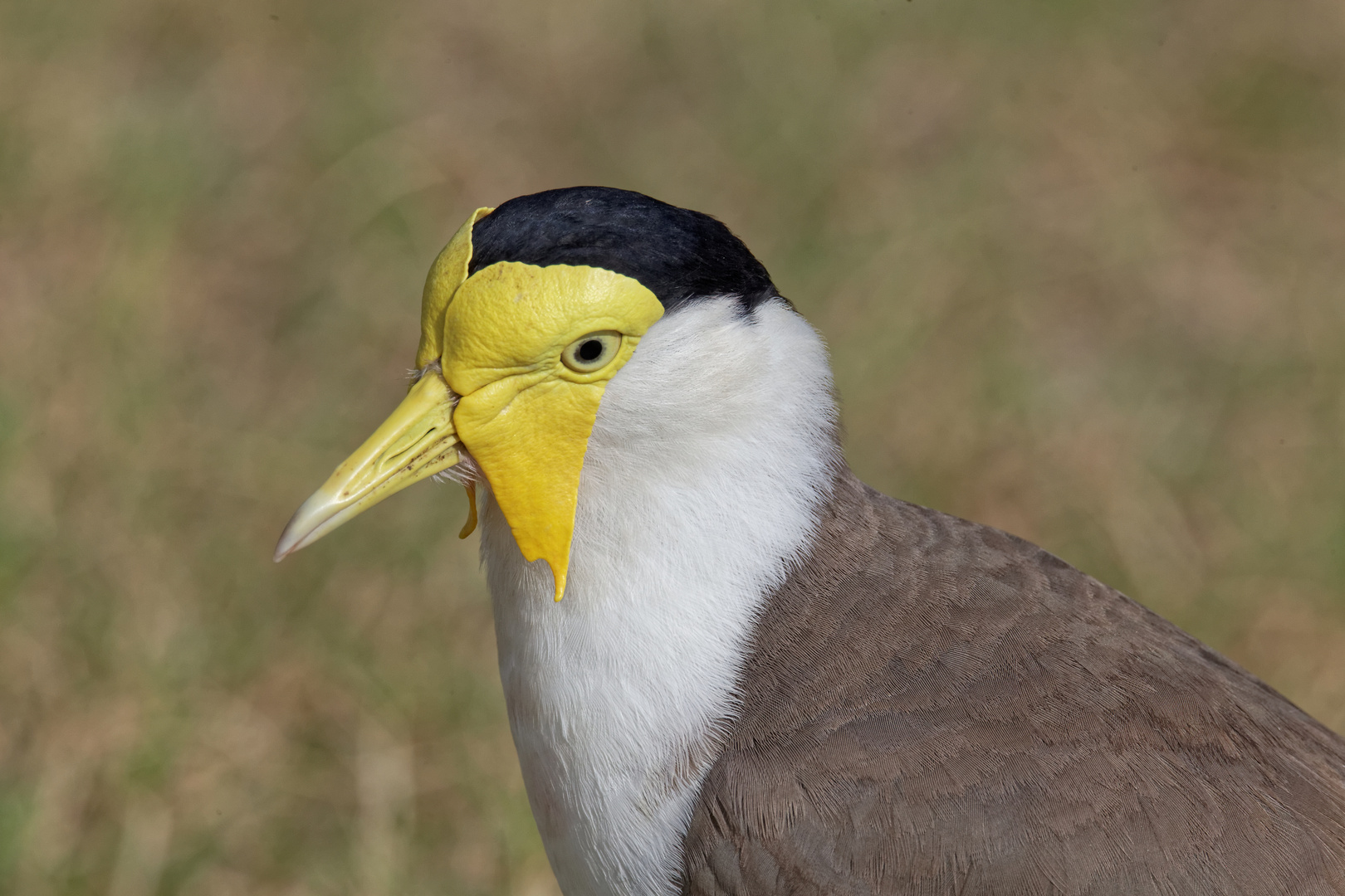 Lapwing_3