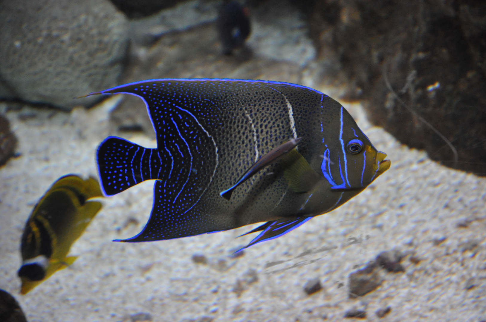 L'Aquarium de Barcelona