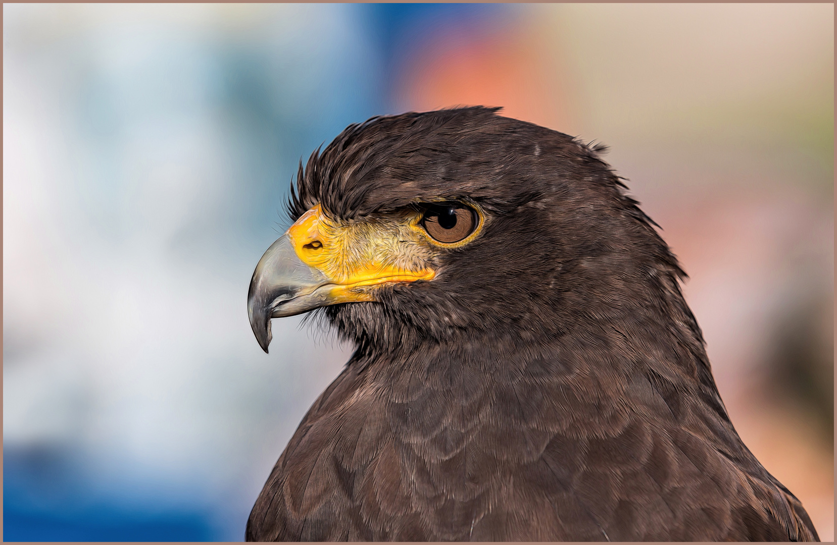 L'aquila delle steppe - Aquila nipalensis