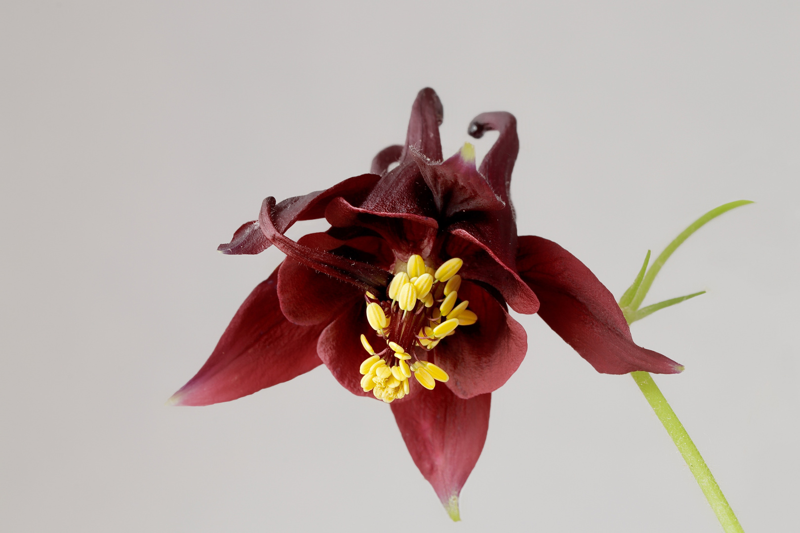 L'Aquilegia alpina