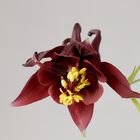 L'Aquilegia alpina