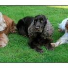 Lara (11), Hanuta (3) und Luna (1) aus Bautzen