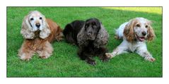 Lara (11), Hanuta (3) und Luna (1) aus Bautzen