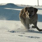 Lara im Schnee 2