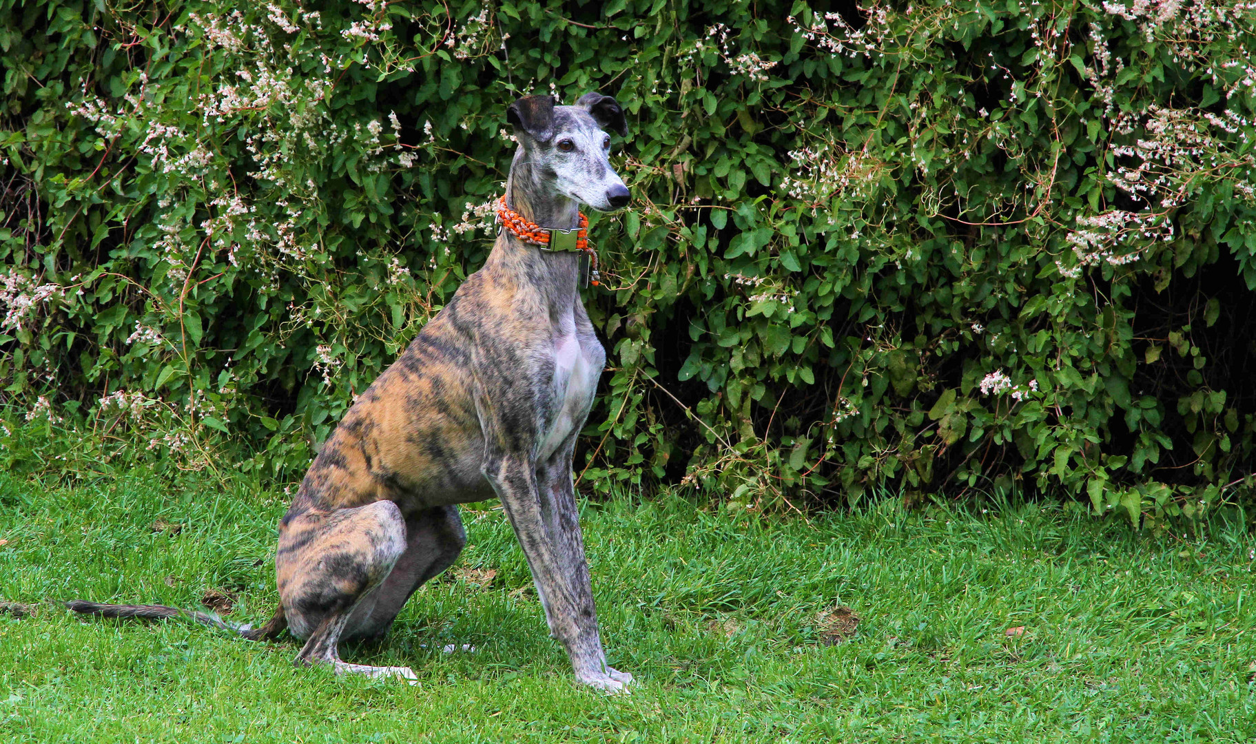 Lara, schöne Galga aus Andalusien...