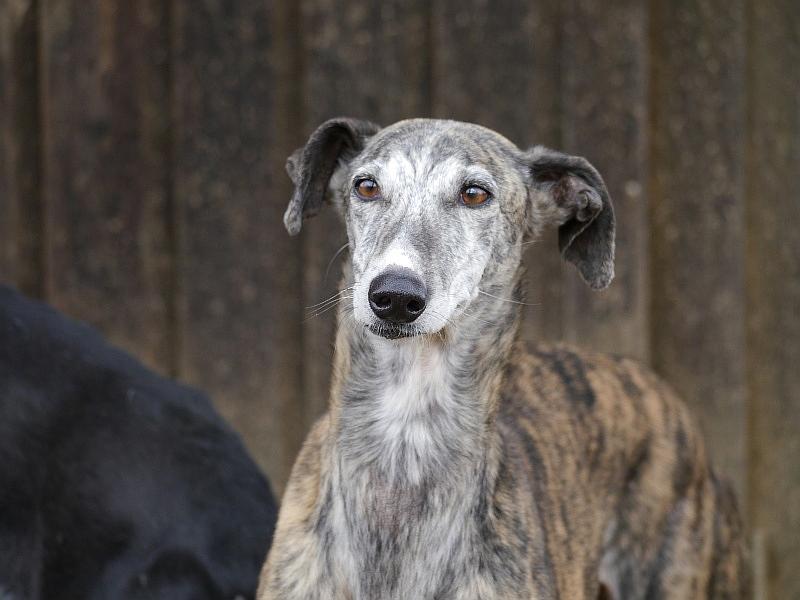 Lara, spanische Galga aus Almeria (Andalusien)