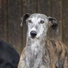 Lara, spanische Galga aus Almeria (Andalusien)