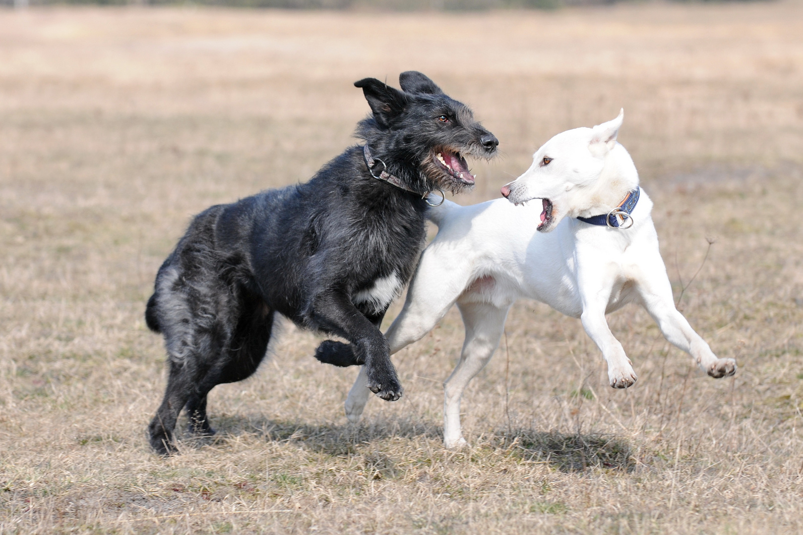 Lara und Ghost