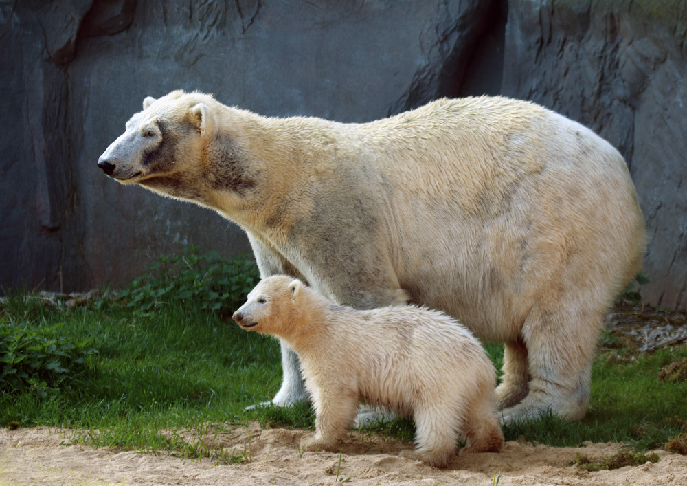 Lara und Nanook