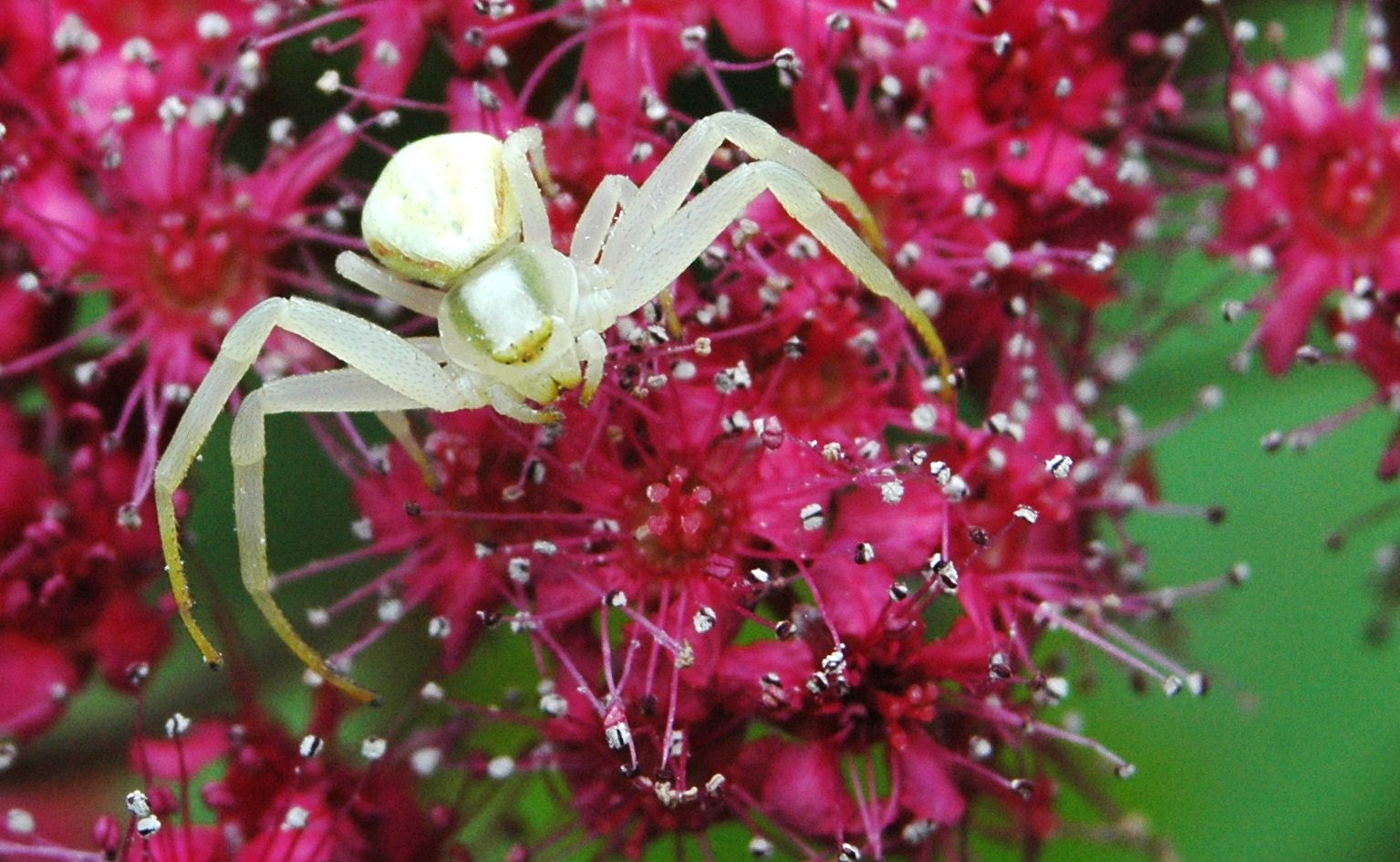 l'araignée 2