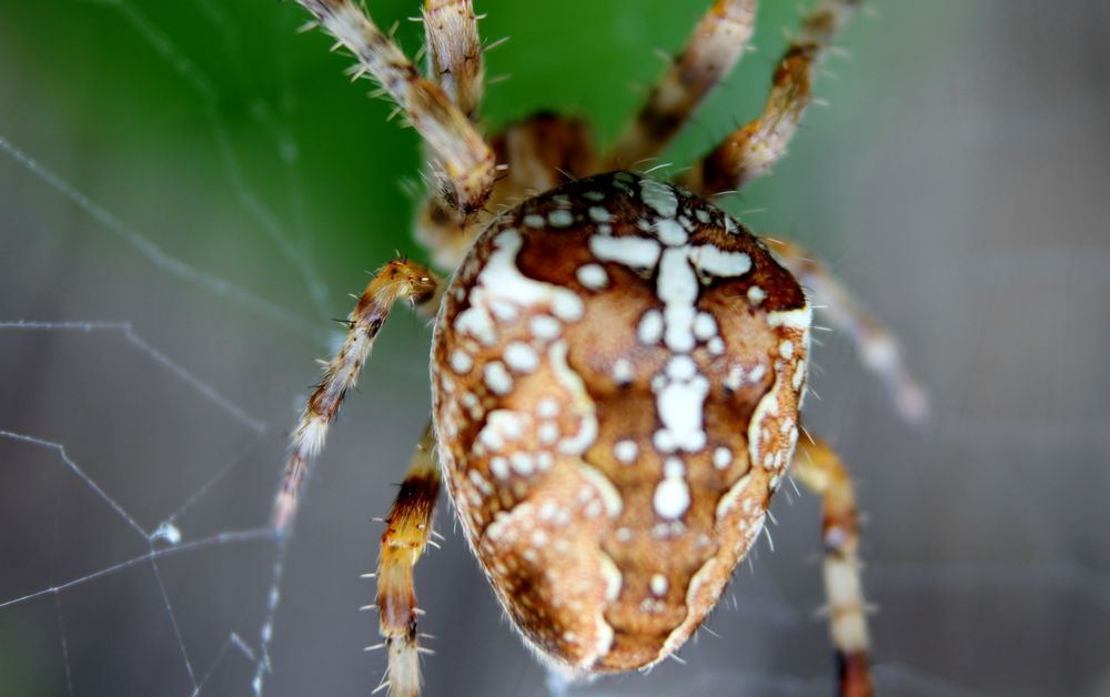 L'araignée de cacokako 