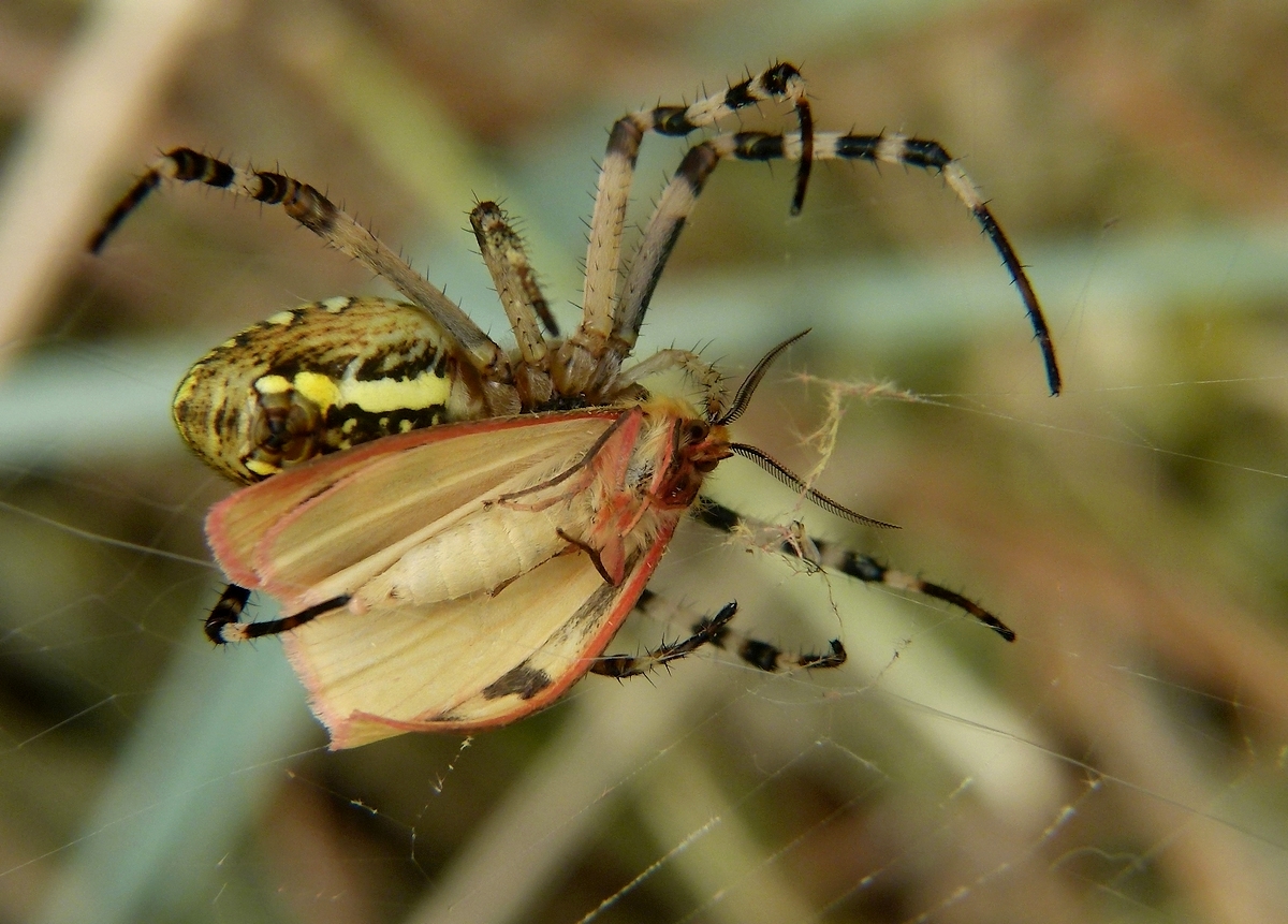 * l'araignée *