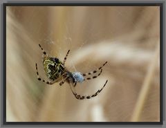 "l'araignée"