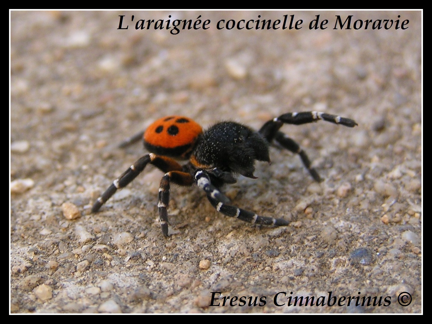 L'araignée coccinelle !