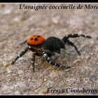 L'araignée coccinelle !