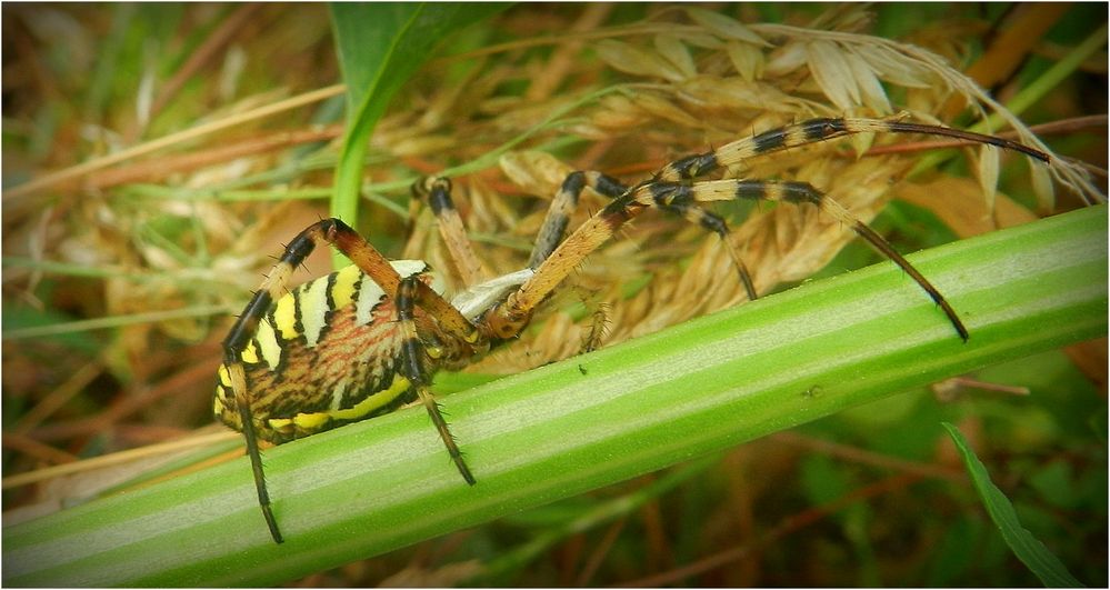 l'araignée