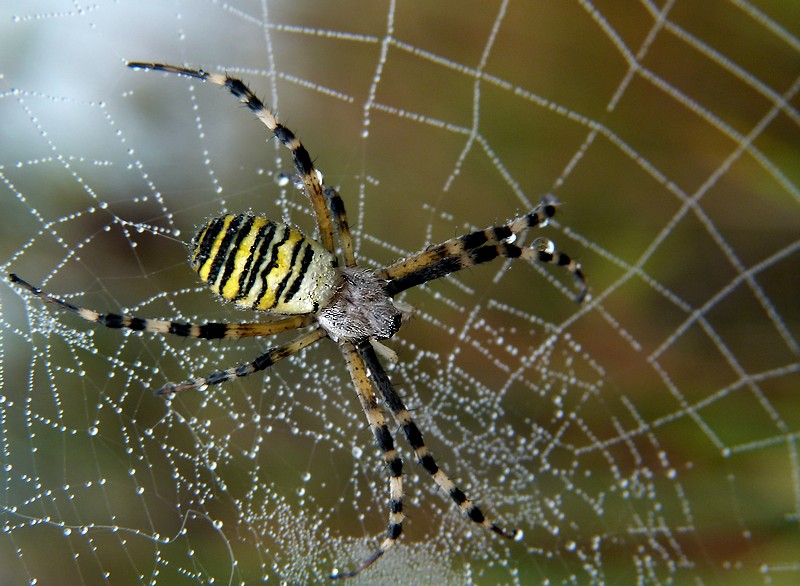 * l'araignée *