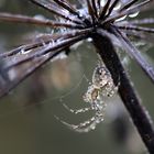 l'araignée de verre