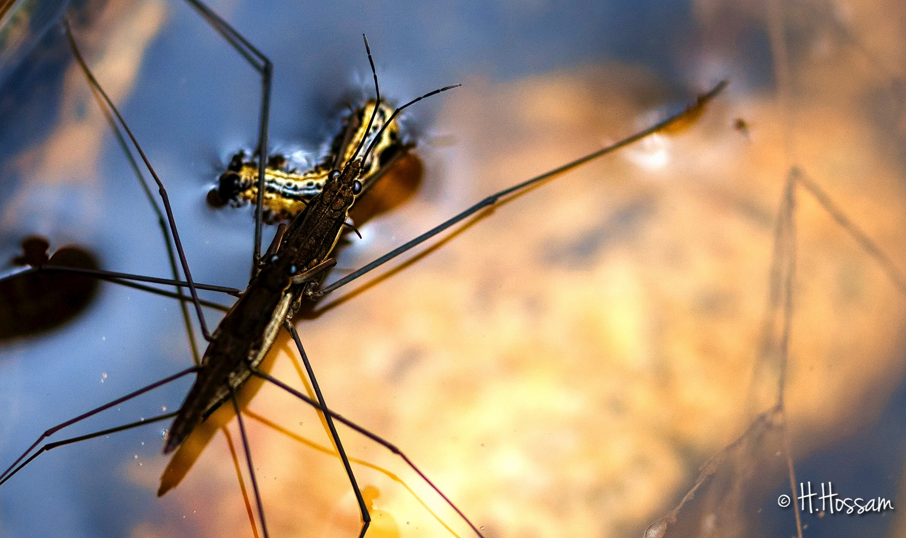  L'araignée d'eau" Gerridae" 